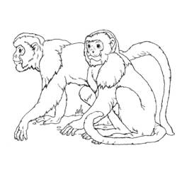 Página para colorir: Macaco (animais) #14177 - Páginas para Colorir Imprimíveis Gratuitamente