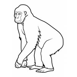 Página para colorir: Macaco (animais) #14196 - Páginas para Colorir Imprimíveis Gratuitamente