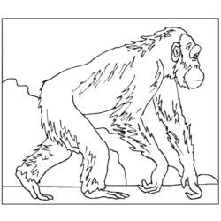 Página para colorir: Macaco (animais) #14227 - Páginas para Colorir Imprimíveis Gratuitamente