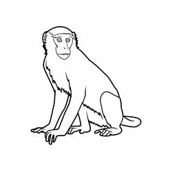 Página para colorir: Macaco (animais) #14259 - Páginas para Colorir Imprimíveis Gratuitamente