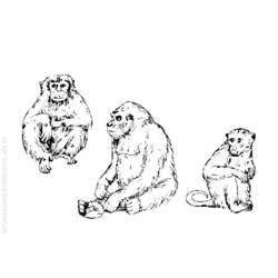 Página para colorir: Macaco (animais) #14289 - Páginas para Colorir Imprimíveis Gratuitamente