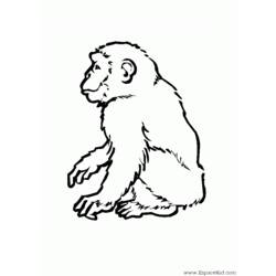 Página para colorir: Macaco (animais) #14295 - Páginas para Colorir Imprimíveis Gratuitamente