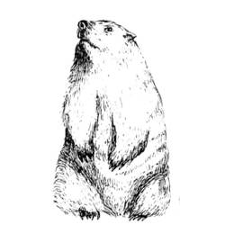 Página para colorir: Marmota (animais) #10910 - Páginas para Colorir Imprimíveis Gratuitamente