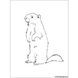 Página para colorir: Marmota (animais) #10953 - Páginas para Colorir Imprimíveis Gratuitamente