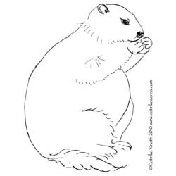 Página para colorir: Marmota (animais) #11073 - Páginas para Colorir Imprimíveis Gratuitamente
