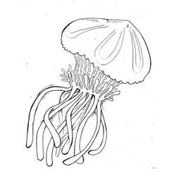Página para colorir: Medusa (animais) #20451 - Páginas para Colorir Imprimíveis Gratuitamente