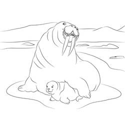 Desenho Morsa (Animais) #208664 para imprimir e colorir
