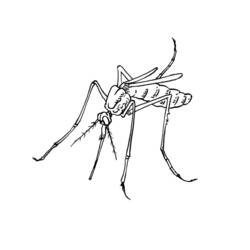 Página para colorir: Mosquito (animais) #11319 - Páginas para Colorir Imprimíveis Gratuitamente