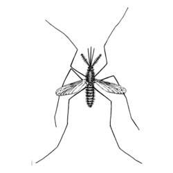 Página para colorir: Mosquito (animais) #11325 - Páginas para Colorir Imprimíveis Gratuitamente