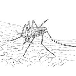 Desenho Mosquito (Animais) #207194 para imprimir e colorir