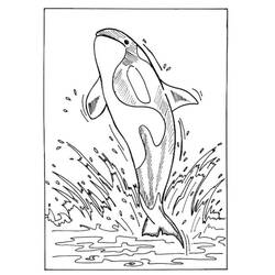 Desenho Orca (Animais) #213462 para imprimir e colorir