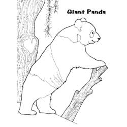 Página para colorir: Panda (animais) #12508 - Páginas para Colorir Imprimíveis Gratuitamente