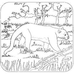 Página para colorir: Pantera (animais) #15547 - Páginas para Colorir Imprimíveis Gratuitamente