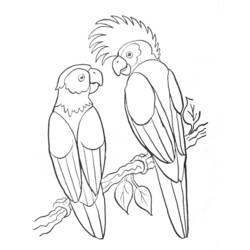 Página para colorir: Papagaio (animais) #16064 - Páginas para Colorir Imprimíveis Gratuitamente