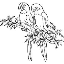 Página para colorir: Papagaio (animais) #16070 - Páginas para Colorir Imprimíveis Gratuitamente