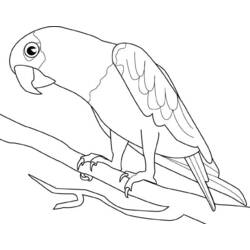 Página para colorir: Papagaio (animais) #16075 - Páginas para Colorir Imprimíveis Gratuitamente