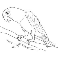 Página para colorir: Papagaio (animais) #16085 - Páginas para Colorir Imprimíveis Gratuitamente