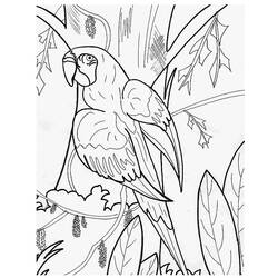 Página para colorir: Papagaio (animais) #16104 - Páginas para Colorir Imprimíveis Gratuitamente