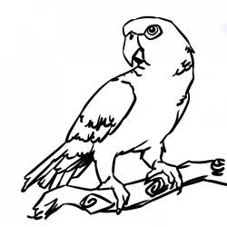 Página para colorir: Papagaio (animais) #16105 - Páginas para Colorir Imprimíveis Gratuitamente