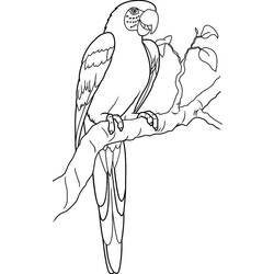 Página para colorir: Papagaio (animais) #16139 - Páginas para Colorir Imprimíveis Gratuitamente
