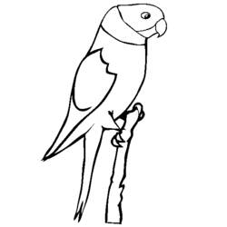 Página para colorir: Papagaio (animais) #16169 - Páginas para Colorir Imprimíveis Gratuitamente