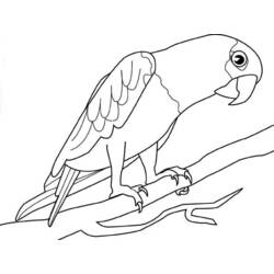 Página para colorir: Papagaio (animais) #16191 - Páginas para Colorir Imprimíveis Gratuitamente