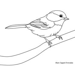 Página para colorir: pássaros (animais) #11845 - Páginas para Colorir Imprimíveis Gratuitamente