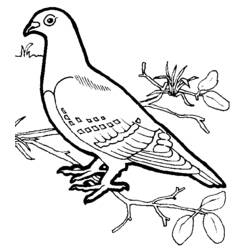 Página para colorir: pássaros (animais) #11902 - Páginas para Colorir Imprimíveis Gratuitamente