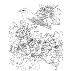 Página para colorir: pássaros (animais) #11916 - Páginas para Colorir Imprimíveis Gratuitamente