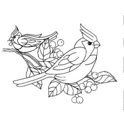 Página para colorir: pássaros (animais) #11928 - Páginas para Colorir Imprimíveis Gratuitamente