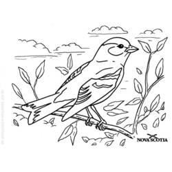 Página para colorir: pássaros (animais) #11936 - Páginas para Colorir Imprimíveis Gratuitamente