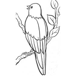 Página para colorir: pássaros (animais) #11976 - Páginas para Colorir Imprimíveis Gratuitamente