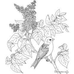 Página para colorir: pássaros (animais) #12066 - Páginas para Colorir Imprimíveis Gratuitamente