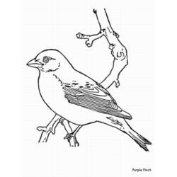 Página para colorir: pássaros (animais) #12090 - Páginas para Colorir Imprimíveis Gratuitamente