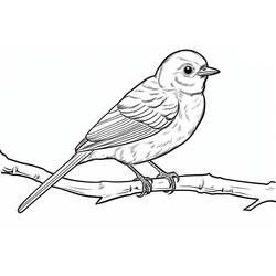 Desenho Pássaros (Animais) #215823 para imprimir e colorir
