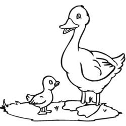 Página para colorir: Pato (animais) #1442 - Páginas para Colorir Imprimíveis Gratuitamente
