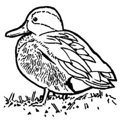 Página para colorir: Pato (animais) #1473 - Páginas para Colorir Imprimíveis Gratuitamente