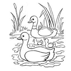 Página para colorir: Pato (animais) #1487 - Páginas para Colorir Imprimíveis Gratuitamente