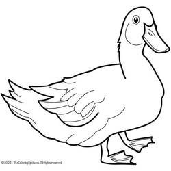Página para colorir: Pato (animais) #1490 - Páginas para Colorir Imprimíveis Gratuitamente