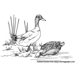 Página para colorir: Pato (animais) #1491 - Páginas para Colorir Imprimíveis Gratuitamente