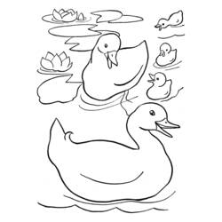 Página para colorir: Pato (animais) #1494 - Páginas para Colorir Imprimíveis Gratuitamente