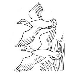 Página para colorir: Pato (animais) #1511 - Páginas para Colorir Imprimíveis Gratuitamente