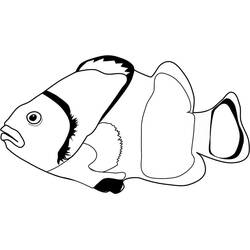 Desenho Peixe-palhaço (Animais) #218313 para imprimir e colorir