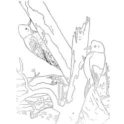 Página para colorir: pica-pau (animais) #16681 - Páginas para Colorir Imprimíveis Gratuitamente