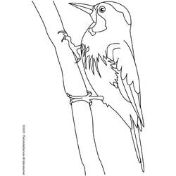 Página para colorir: pica-pau (animais) #16722 - Páginas para Colorir Imprimíveis Gratuitamente