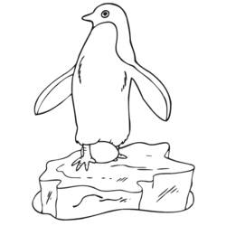 Página para colorir: Pinguim (animais) #16864 - Páginas para Colorir Imprimíveis Gratuitamente
