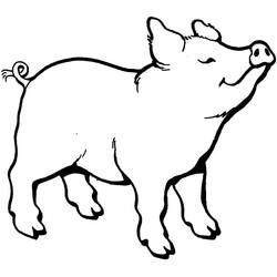 Desenho Porco (Animais) #191202 para imprimir e colorir