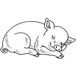 Página para colorir: Porco (animais) #3590 - Páginas para Colorir Imprimíveis Gratuitamente