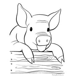 Página para colorir: Porco (animais) #3605 - Páginas para Colorir Imprimíveis Gratuitamente