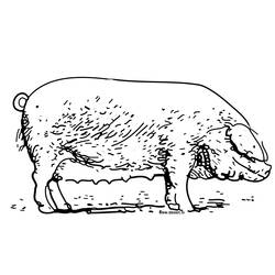 Página para colorir: Porco (animais) #3733 - Páginas para Colorir Imprimíveis Gratuitamente